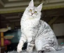 绉戞妧璧嬭兘缁胯壊浣庣鍙戝睍