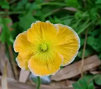 绉戞妧璧嬭兘缁胯壊浣庣鍙戝睍